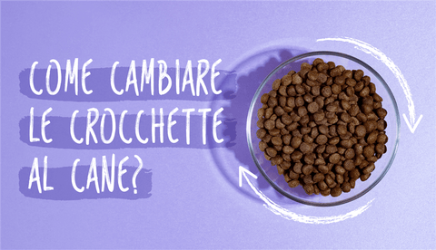 Cambiare le crocchette al cane: ecco come fare