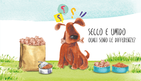 Crocchette o cibo umido: cosa è meglio per il mio cane?